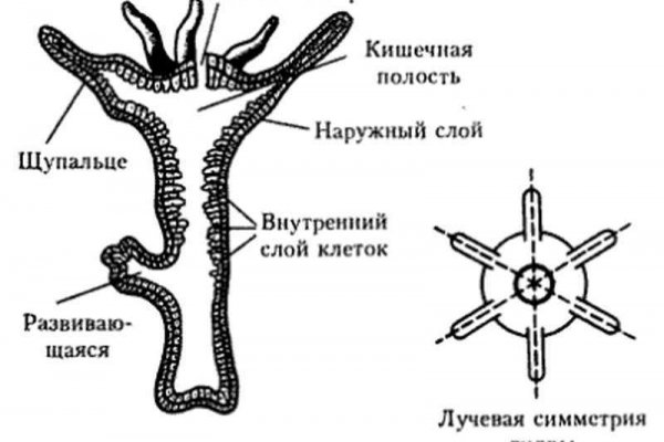 Kraken https что это